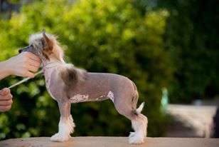 Anna Sky Kennel Pepsi