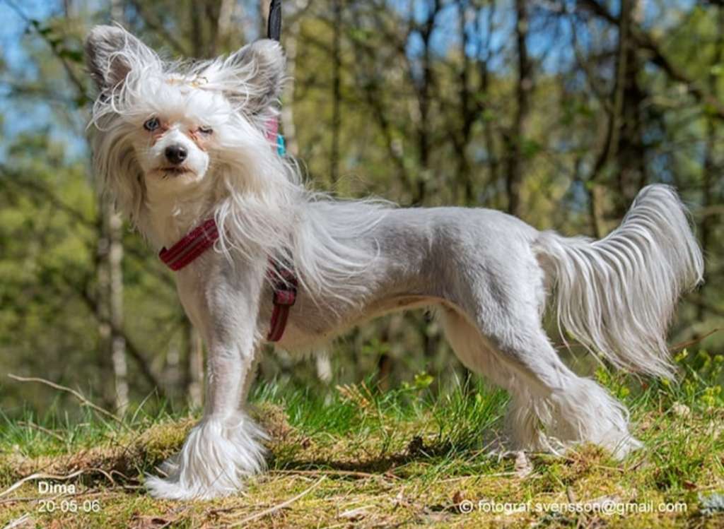 Nomilas Immaculate Blue Nun