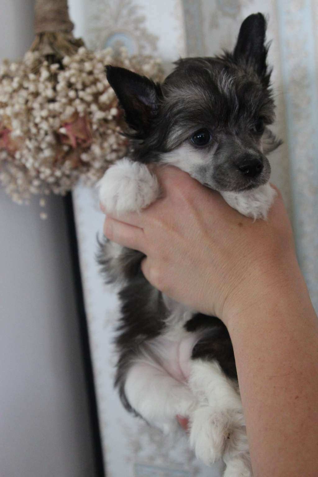 Nomilas Illusionist Prosecco