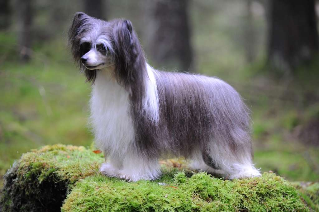 Nomilas Impressing Bottega