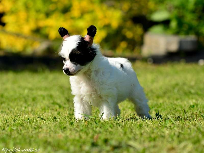 Google ze Zatopené chajdy