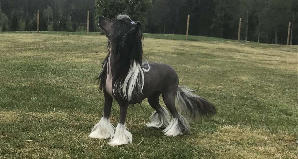 Nomilas I'm Cosmopolitan Diva