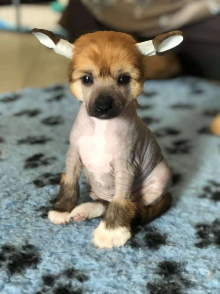 AkDeniz Dance With Me