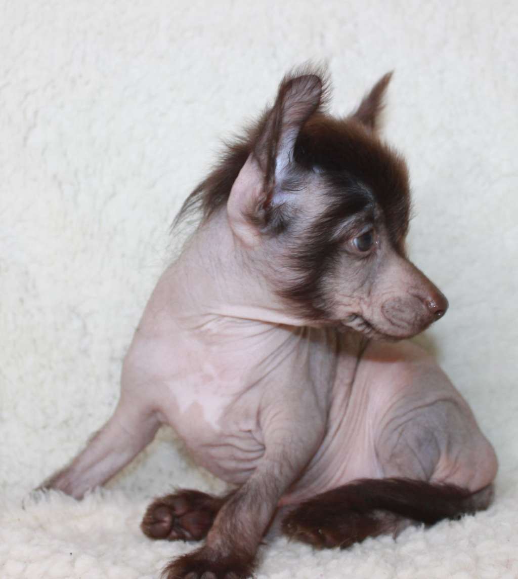 Vernal Willed iz Clana Timurlana