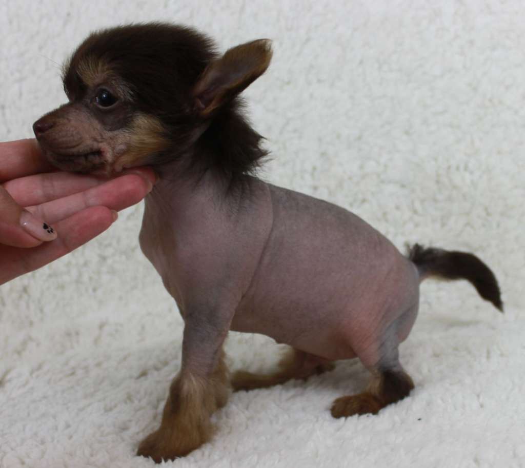 Vesiloo Panforte iz Clana Timurlana