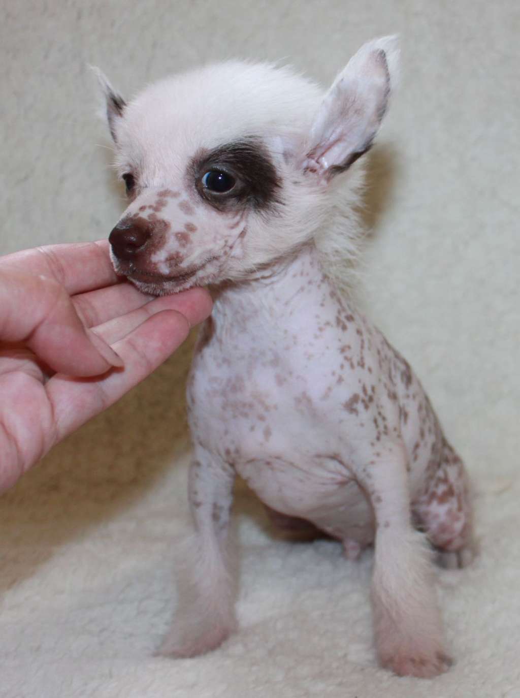 Ventas Rumba iz Clana Timurlana