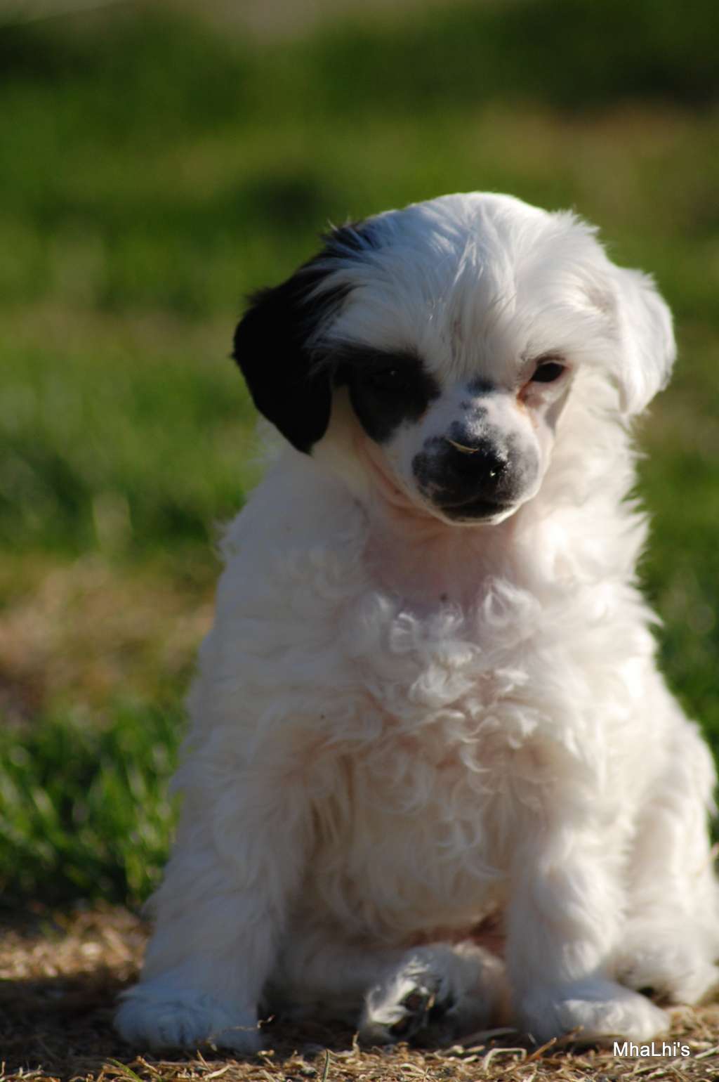 MhaLhi's  Just Want It All