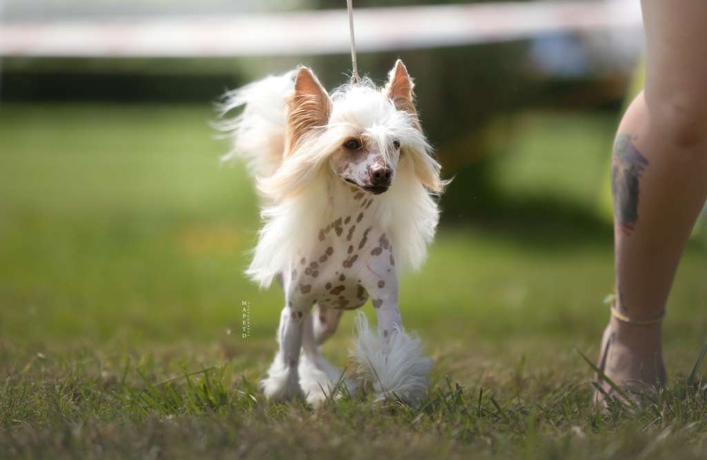 C.I.B. Capture Gambitas