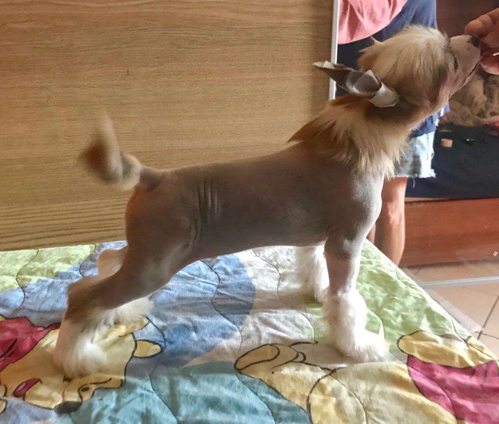 Dakota Rose We Will Rock You