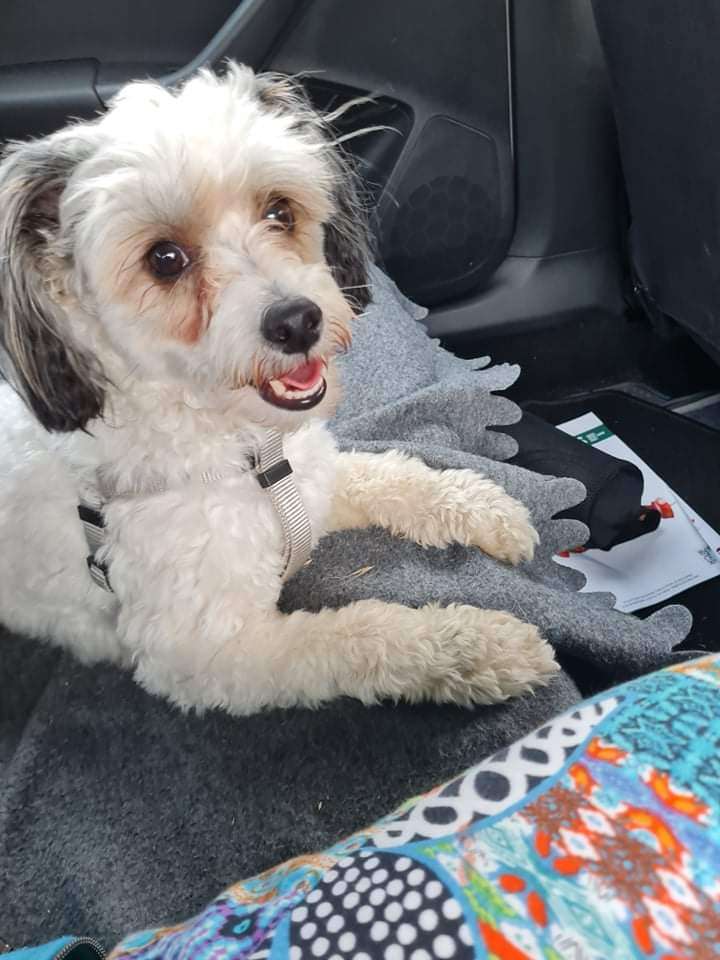 Benedictus Cerberus Crumerum