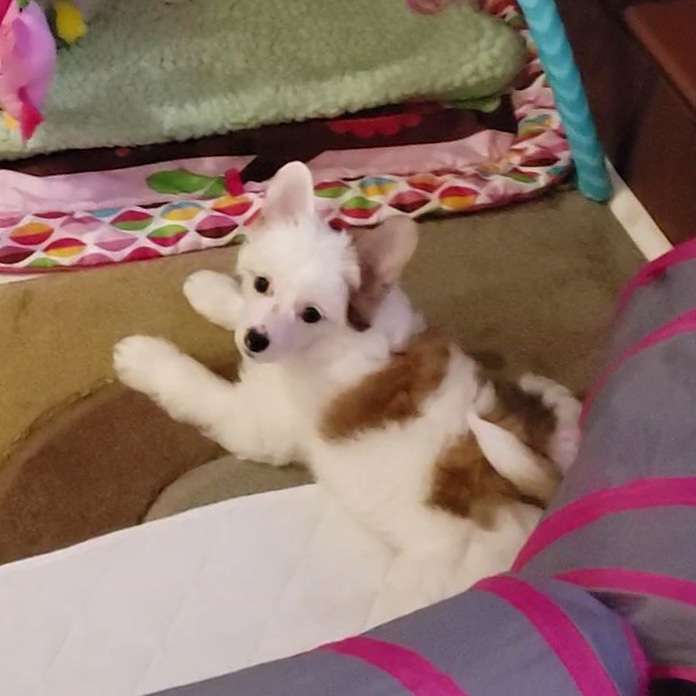 Hpnotik's Wiz Kid Ozzie