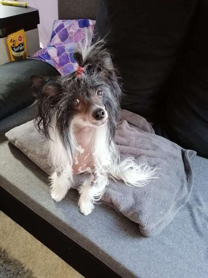 Boris Cerberus Crumerum