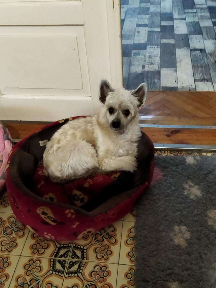 Baltasar Cerberus Crumerum