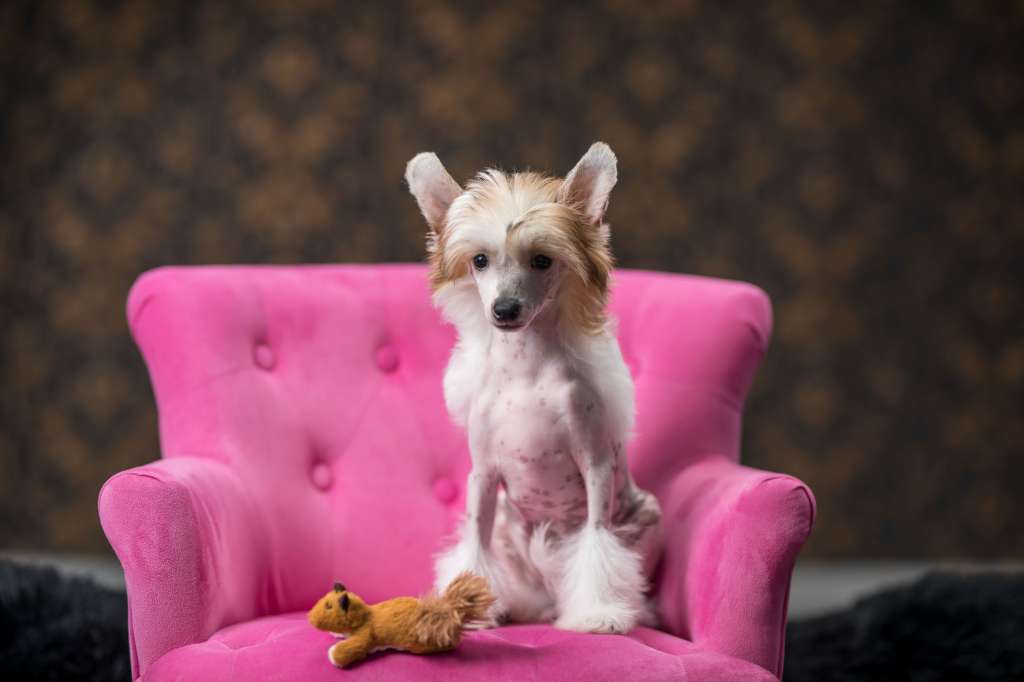 Brunhilde Cerberus Crumerum