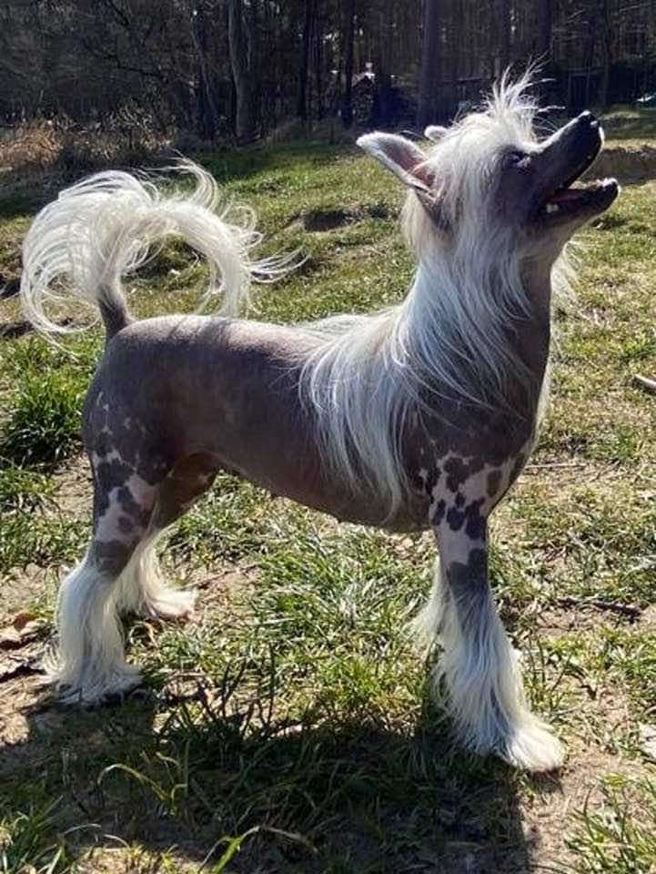 Tinkerbell Sasima Fci