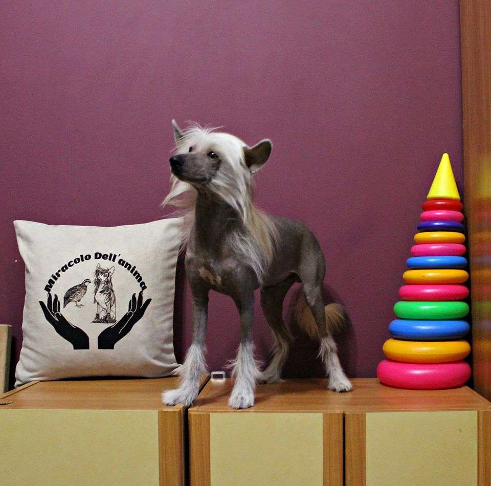 Caesar Omar Miracolo Dell"anima