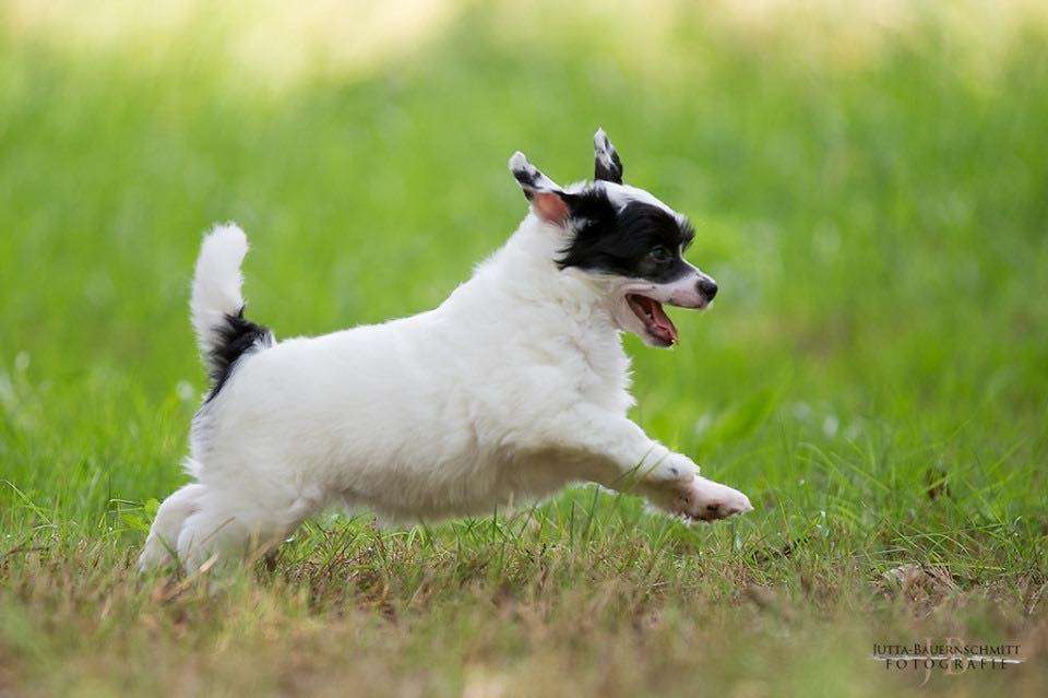 A Beauty Queen vom Druidenhain