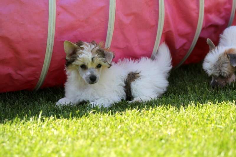 Solino's Trouble Double