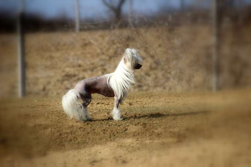 Solino's Trin Trin Trinity