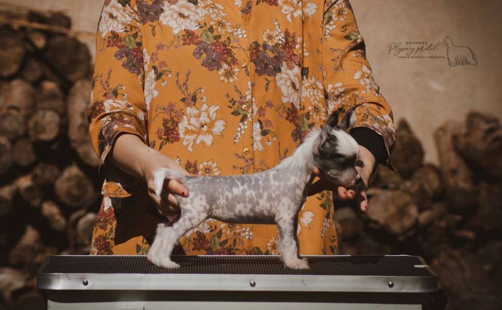 La La La Singing Plysovy pritel