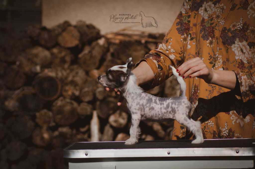 Let's Twist Again Plysovy pritel