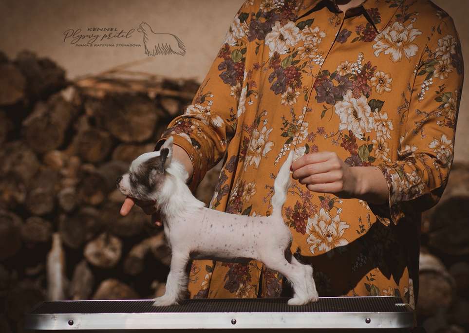 Little Lion King Plysovy pritel