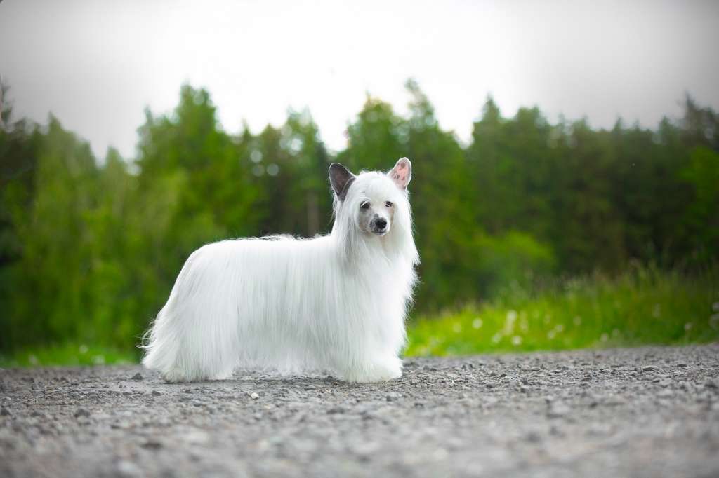 Lord Of The Board Plysovy pritel