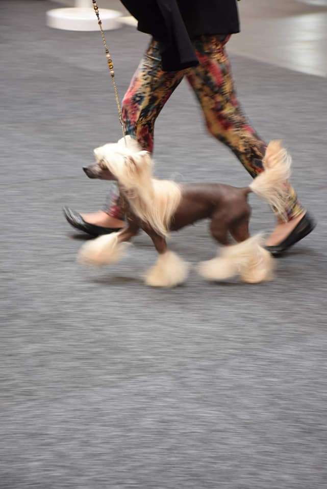 Ch. Il était Une Fois Sugar Baby Love