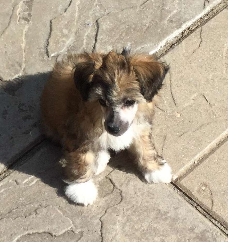 Sassytails He Will Be King