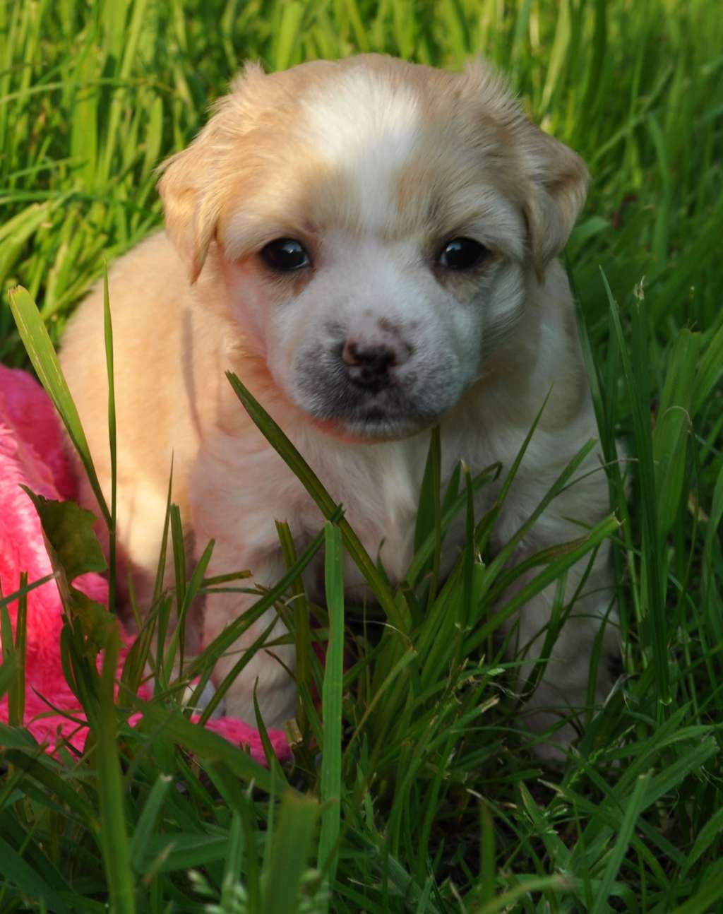 Eneida Modern Family