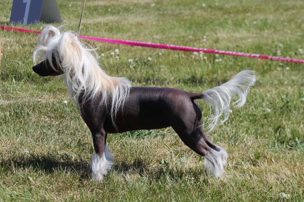 Gossip Girl by Little Jade