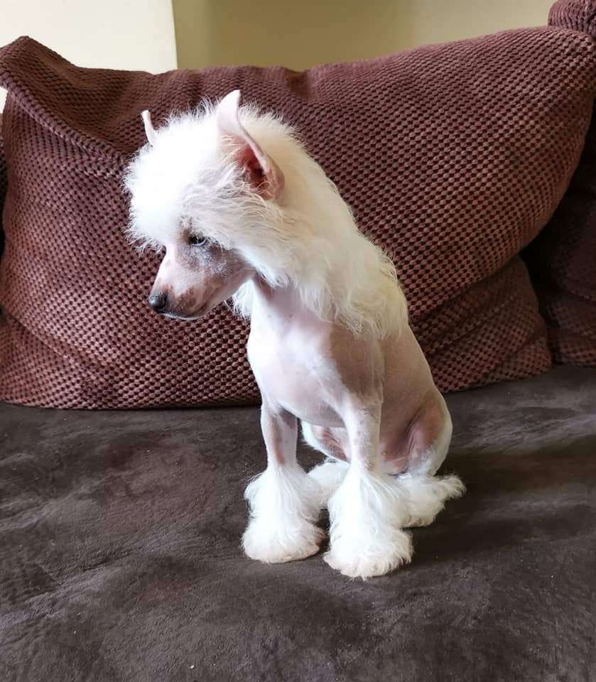 Fridfion Bonaluria Dorrel