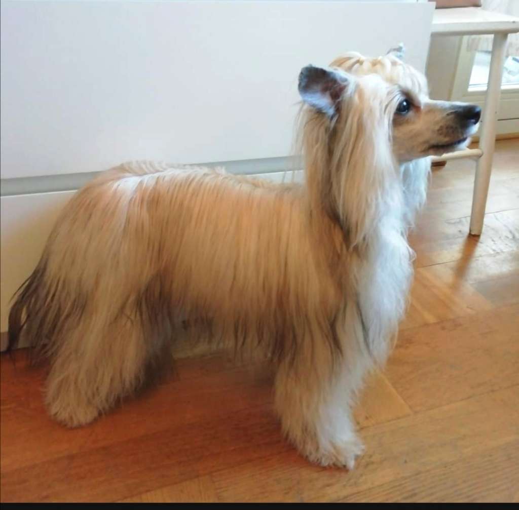 Pearlylove Littledarling