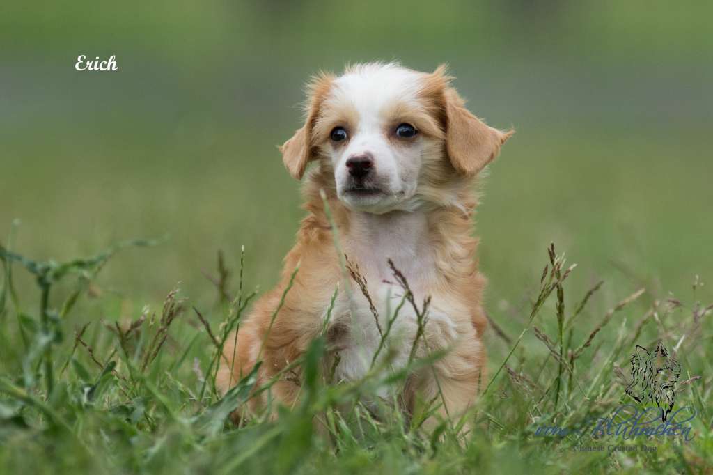 Erich vom Blühmchen