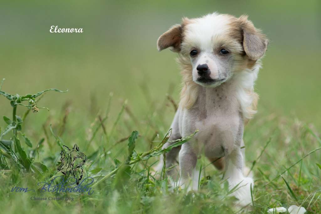Eleonora vom Blühmchen