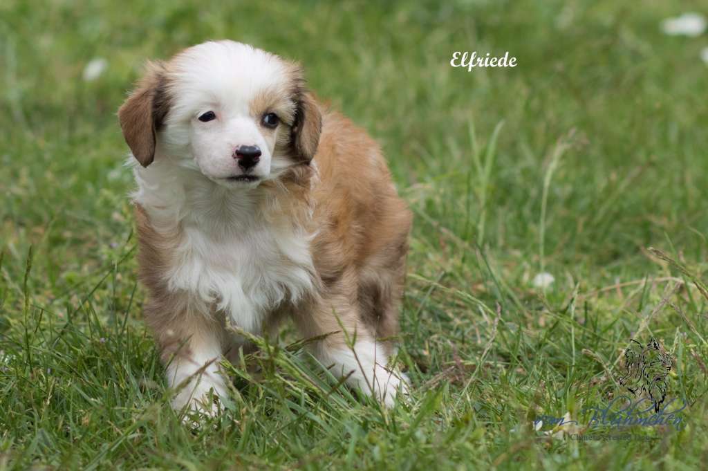 Elfriede vom Blühmchen