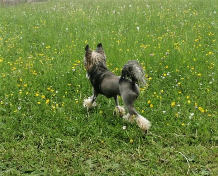 Sofiris Show Malibu By U