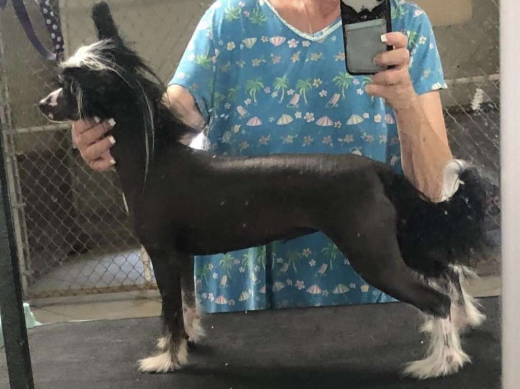 Sofiris Show Minini Frascati