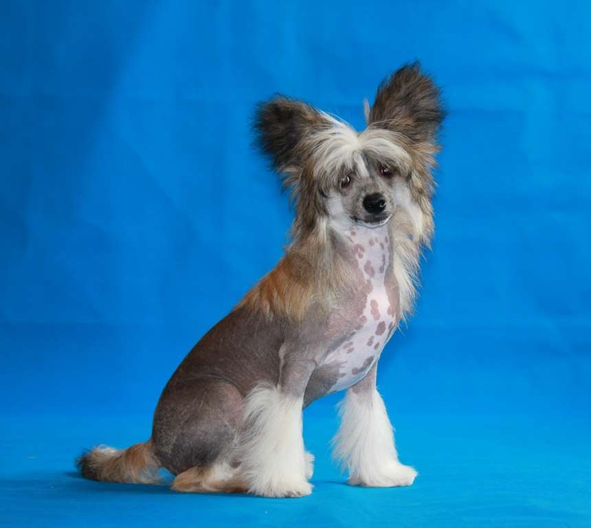 Aristokrat Dlya Liris