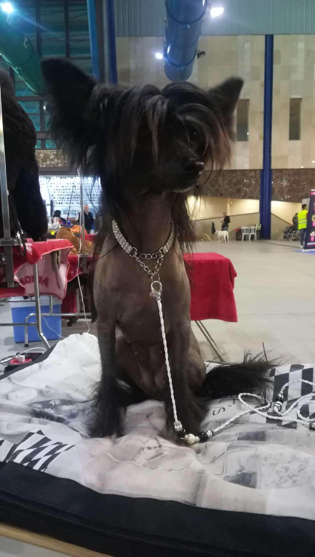 Altamira Imperial Coco Chanel Legendary