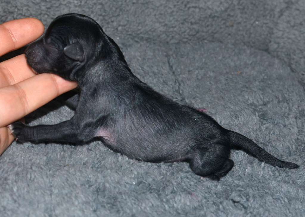 Magic of Success Charles