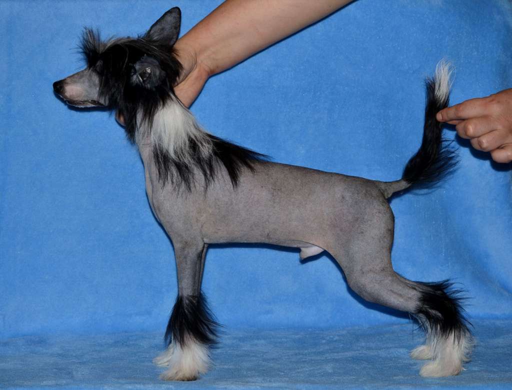 Magic of Success Chosen One