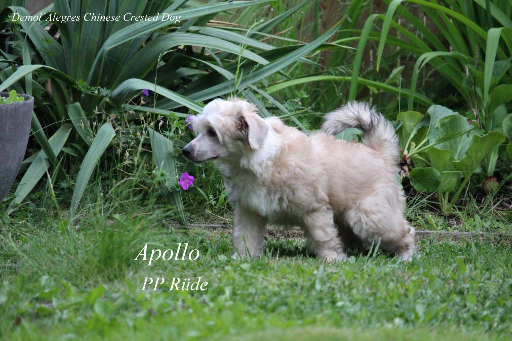 Demol'Alegres Apollo Aretino