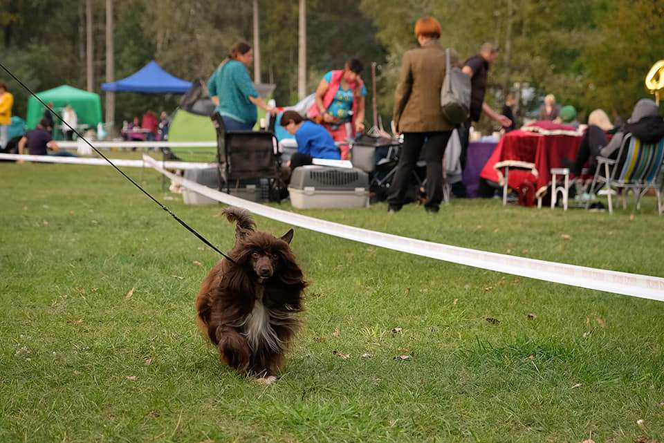 Hicca Elades El Tiola