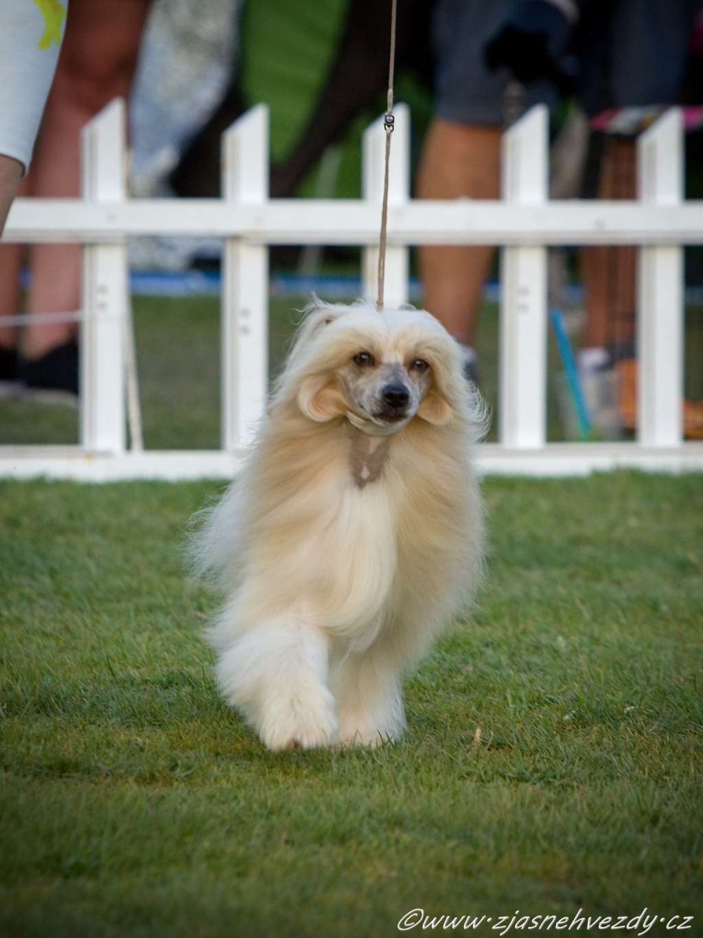 Caribbean Criollo Sympathy for the Devil