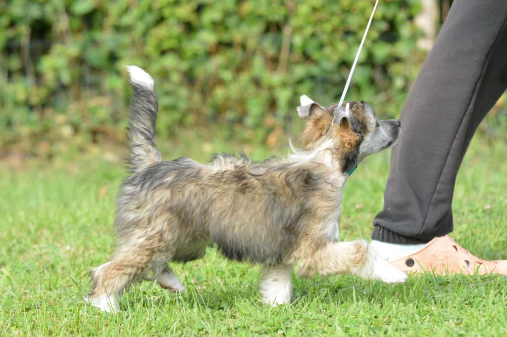 Caribbean Criollo Sorry Angel