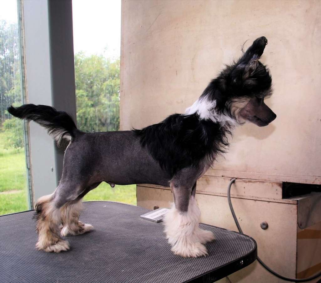 Be My Dog's Why Can I Fly