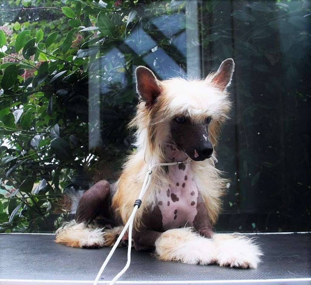 Be My Dog's Walking On Ice