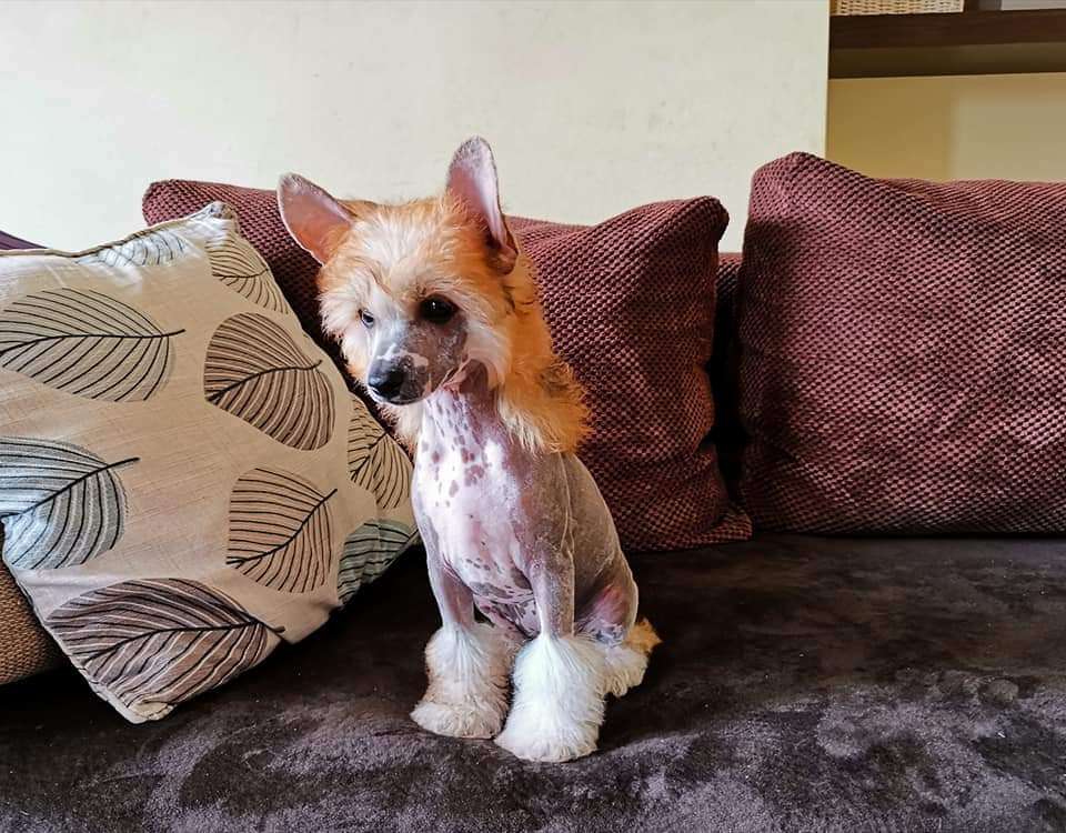 Fridfion Burolia Inavaris