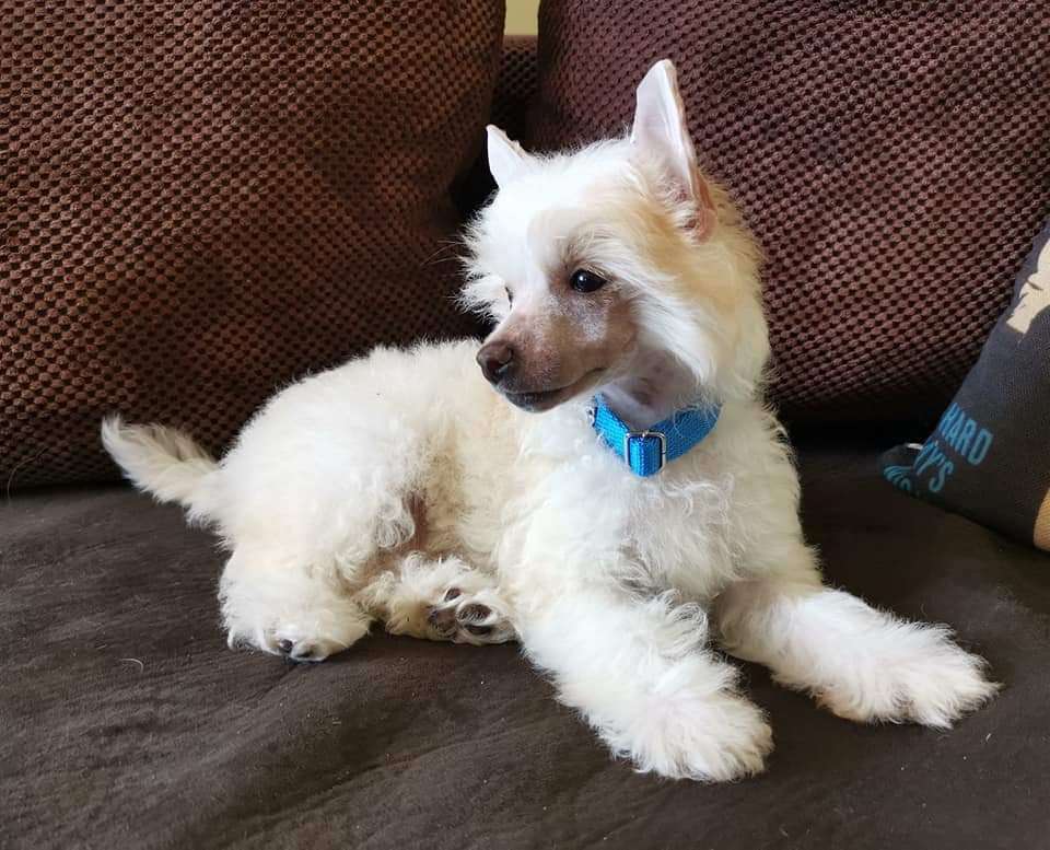 Fridfion Ballas Farvaris